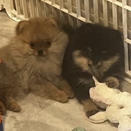 Pomeranian puppies from Susan's Puppies