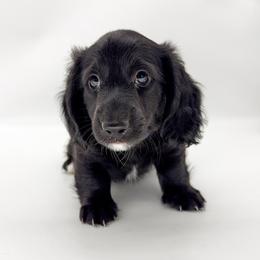 Buzz (AKC solid black) - Black male Dachshund puppy in Waddell, Arizona from Neu Doxies