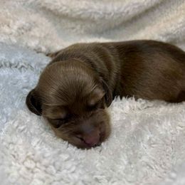Zelda - Cream female Dachshund puppy in Browns Valley, California from Hidden Oaks Dachshunds