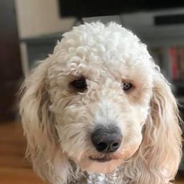 Goldendoodle All Grown Up from Simply Doodles LLC