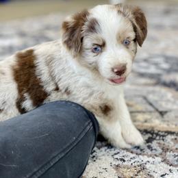 Miniature Australian Shepherd Puppies from DLT MiniAussie