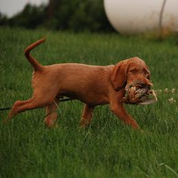 Wirehaired Vizsla puppies from Nemes Wirehaired Vizslas