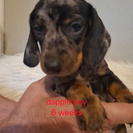 Yellow Collar - Black and tan male Dachshund puppy in La Pine, Oregon from Lil Deschutes