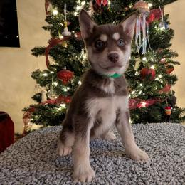 AKC Lyra - Red and white female Siberian Husky puppy in Cedarville, Ohio from Evereve Kennels