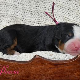 Porche - Tri-color female Bernedoodle puppy in Henry, Illinois from Rowe Farms Doodles