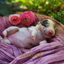 Garland - The Songbird - Blue merle female Australian Shepherd puppy in Pittsville, Wisconsin from Match Dot Pup