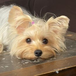 Molly - Yorkshire Terrier