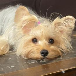 Molly - Yorkshire Terrier
