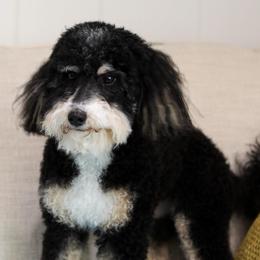 Rue - Bernedoodle