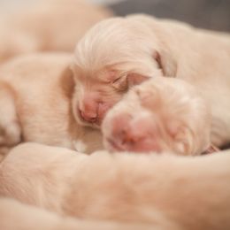 Boy 1 - Golden male Golden Retriever puppy in Paoli, Indiana from Rose n’ Thistle Farm