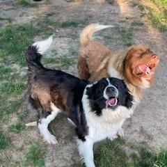 Karakachan All Grown Up from DeMaria Farm