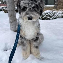 Bernedoodle and Goldendoodle Puppies from A.N.A. Doodles
