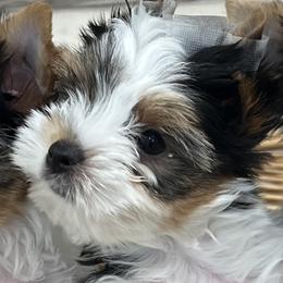 Storm - Black tan and white male Biewer Terrier puppy in Reno, Texas from Janeve's  Biewer Terriers