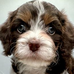 Cavapoos from Sassy Sailor & Company