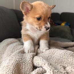 Pembroke Welsh Corgi Puppies from Hansen Corgis