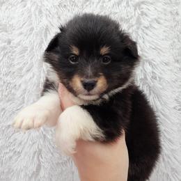 London - Black white and tan female Shetland Sheepdog puppy in Central City, Kentucky from Hope's Heart Shelties