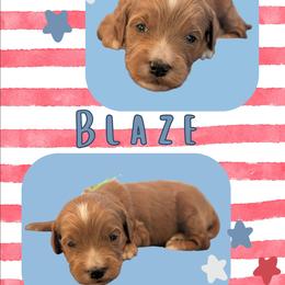 Blaze - Red  male Goldendoodle puppy in Coarsegold, California from Hobbit Hollow Acres