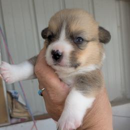 Girl 1 - Sable female Pembroke Welsh Corgi puppy in Edinburgh, Indiana from J Bar M Corgis
