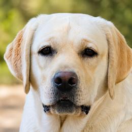 Jazmin - Labrador Retriever
