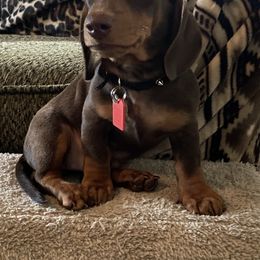 Dachshund Puppies from Matthews Dachshunds