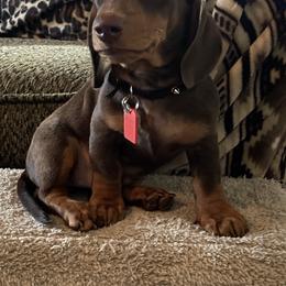 Dachshund Puppies from Matthews Dachshunds