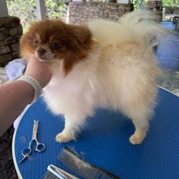 Sage - Pomeranian