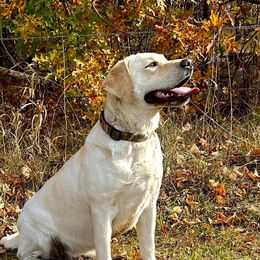 Libby - Labrador Retriever