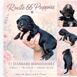 Remi's Ember - Tri-color female Bernedoodle puppy in Delphos, Ohio from Route 66 Poodles & Doodles, Sapphire Shih-tzu's of Ohio