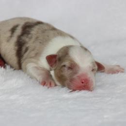 Girl 5 - female Australian Shepherd puppy in Circleville, Utah from Canyon Creek Aussies