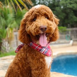 Robert Redford - Poodle