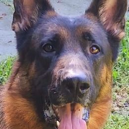 Gnash - German Shepherd