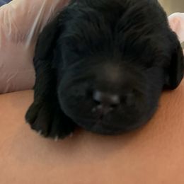 Sheepadoodle Puppies from Riley Grace Puppies