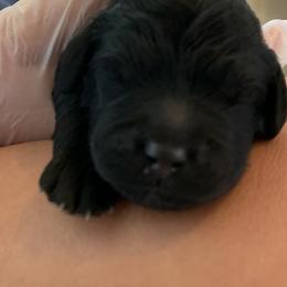 Sheepadoodle Puppies from Riley Grace Puppies