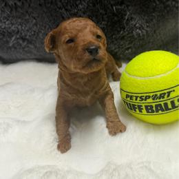 AKC Boy 3 solid - Red  male Poodle puppy in Southwest Ranches, Florida from Herringbone ‘s Poodles