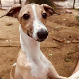 Pink - Fawn female Italian Greyhound puppy in Arkadelphia, Arkansas from Concordia
