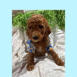AKC Standard poodle Pascal - Apricot male Poodle puppy in Harrisburg, Arkansas from Ransone’s Ridge Runners Poodles and Doodles
