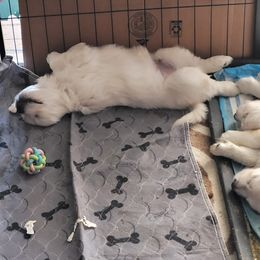 Golden Retriever Puppies from Triple D Ranch