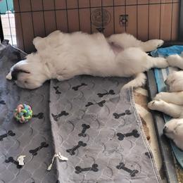 Golden Retriever Puppies from Triple D Ranch