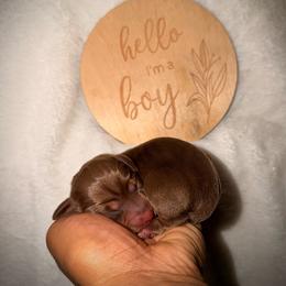 Beau - Chocolate and tan male Dachshund puppy in Colbert, Georgia from Southern Drawl Dachshunds