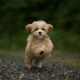 Emerald - Apricot male Maltipoo puppy in Deming, Washington from Heavenly Puppies to Love