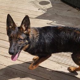German Shepherd Puppies from Persevere Kennels