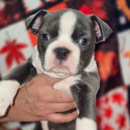 Black - Seal and white male Boston Terrier puppy in Red Rock, Arizona from Aronow Pups