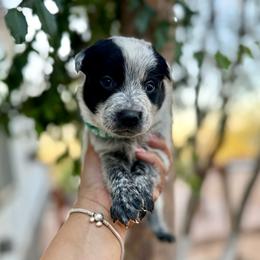 True - Blue male Australian Cattle Dog puppy in Sahuarita, Arizona from A2 Australian Cattle Dogs