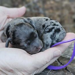 Josie - Merle female Cockapoo puppy in Louisburg, North Carolina from Raven Oak's Mini Cockapoos