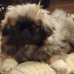Buddy - Gray sable male Pekingese puppy in Newhall, Iowa from Con-Lea Pekingese kennel