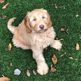 Australian Labradoodle Puppies from Love My Labradoodles