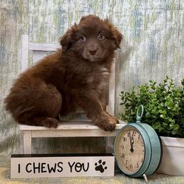 Mocha Joe - Red tri-color male Australian Shepherd puppy in Rochelle, Illinois from Countryside Kennels and Aussies