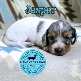 JASPER - Dapple male Dachshund puppy in Columbia, Louisiana from Diamond 5R Ranch AKC & CKC Miniature Dachshunds