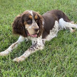 Dachshunds and English Springer Spaniels from Kent Rose Farm