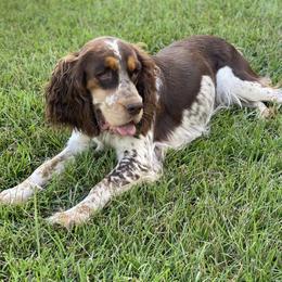 Dachshunds and English Springer Spaniels from Kent Rose Farm